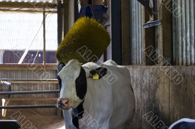 Cow massage