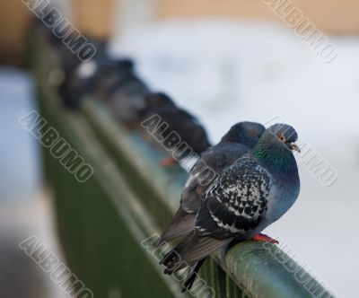 pigeons