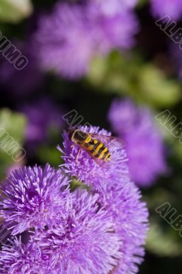 Pollination