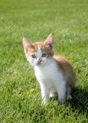 Kitten