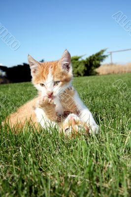 Kittens