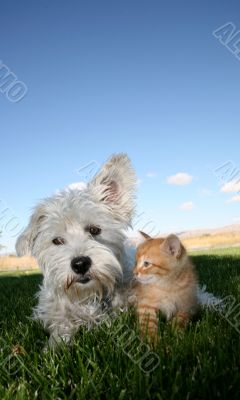 Cat and Dog