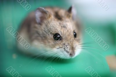 Hamster