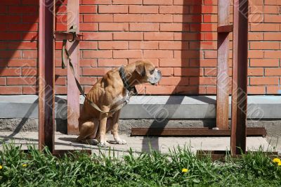Boxer