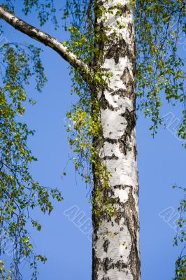 birch in spring