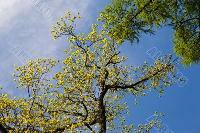 Spring branches