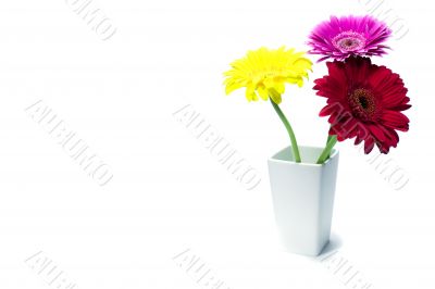 three gerber flowers