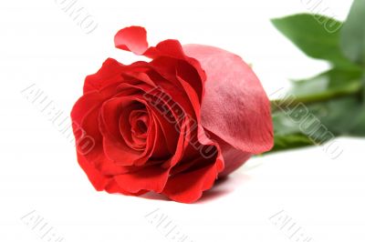 red rose