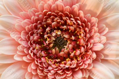 The light pink flower close-up macro