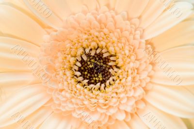 The pink beige flower close-up macro