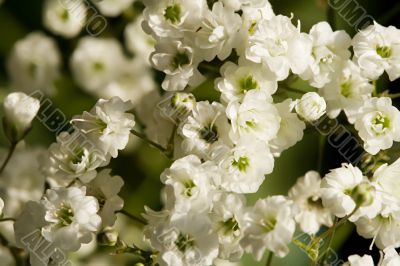 Bouquet of little white flowers