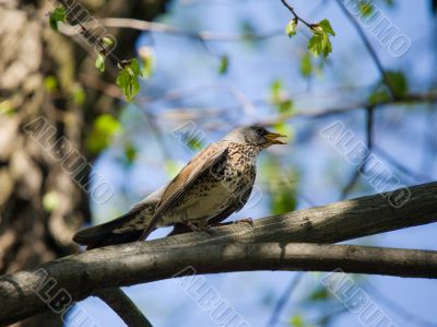 Singing fieldfare