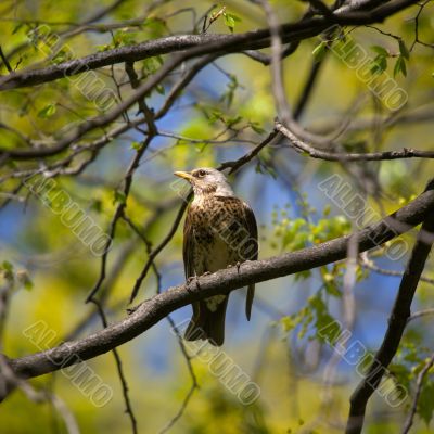 fieldfare