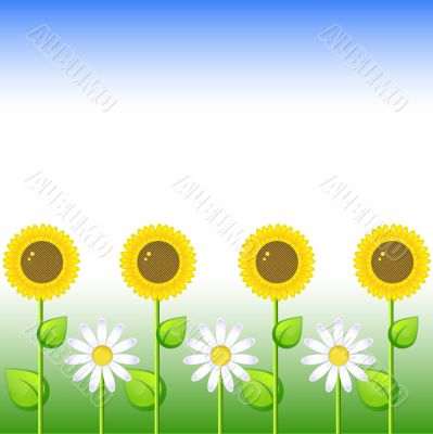 Background with sunflowers and daisy