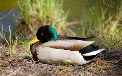 The duck has a rest