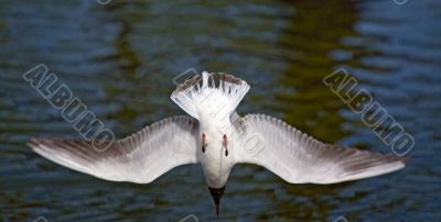 seagull dives into water