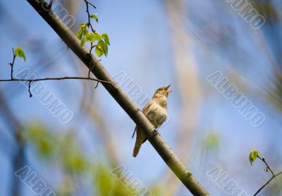 Singing nightingale