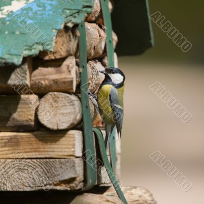 titmouse