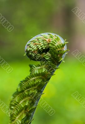 Natural spiral