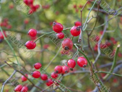 Rosehips