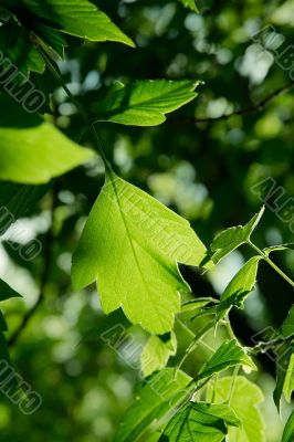 Leaf