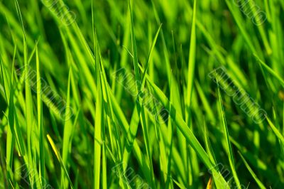 Grass