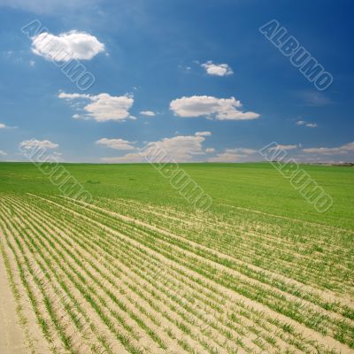 Field
