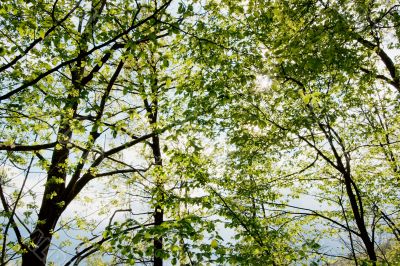 Trees