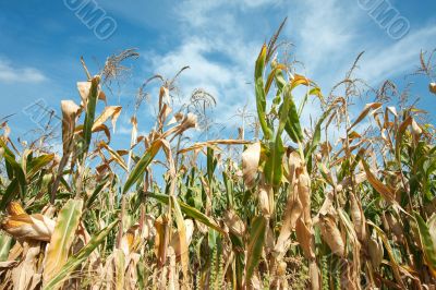 Corn field