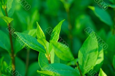 Plant