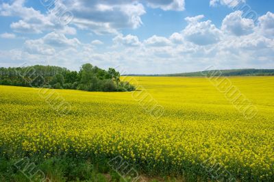 Field