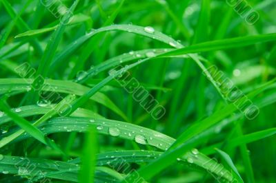 Grass
