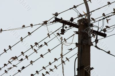 Birds