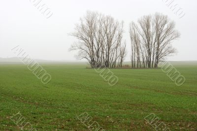 Fog