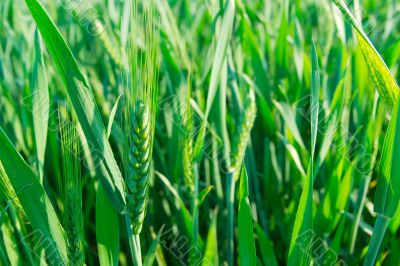 Wheat