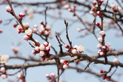 Buds