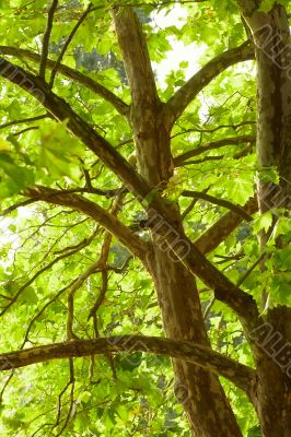 Tree