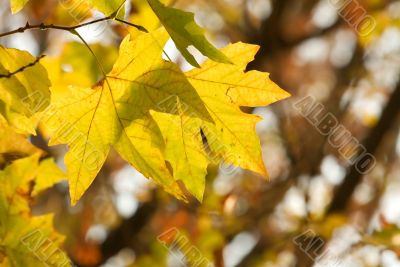 Leaves