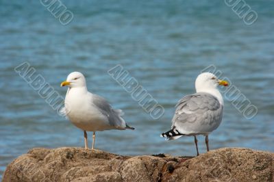 Seagulls