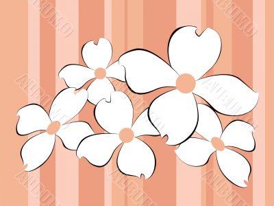 White flowers background