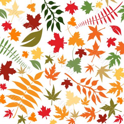 autumn leaves