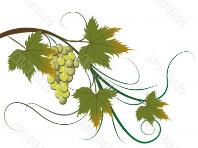 grape brunch