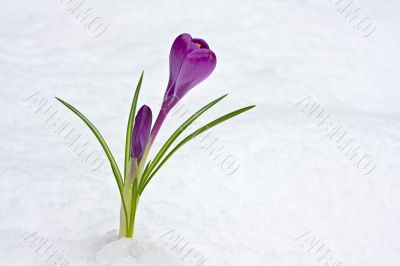 crocus