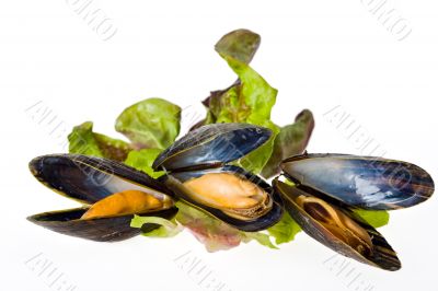 mussels