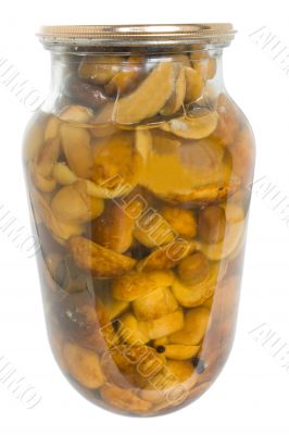 preserved mushroom