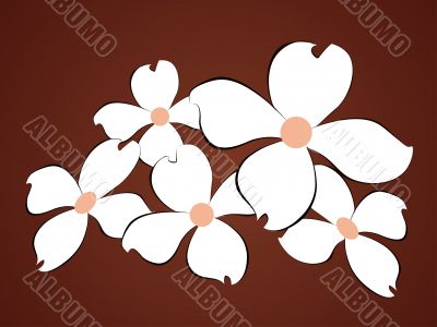 White flowers background