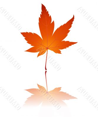 Fall leaf illustration