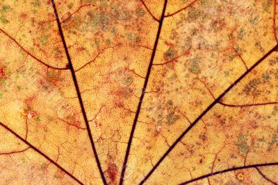 Autumn leaf background
