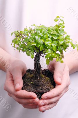 Hands holding a Bonsai tree