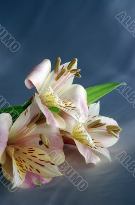 beautiful exotic lily